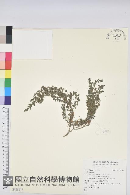 登錄號:S128217藏品圖，第1張