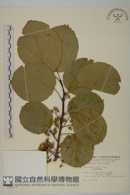 大葉南蛇藤藏品圖，第1張