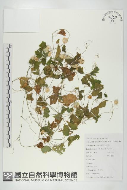 老鼠冬瓜藏品圖，第1張