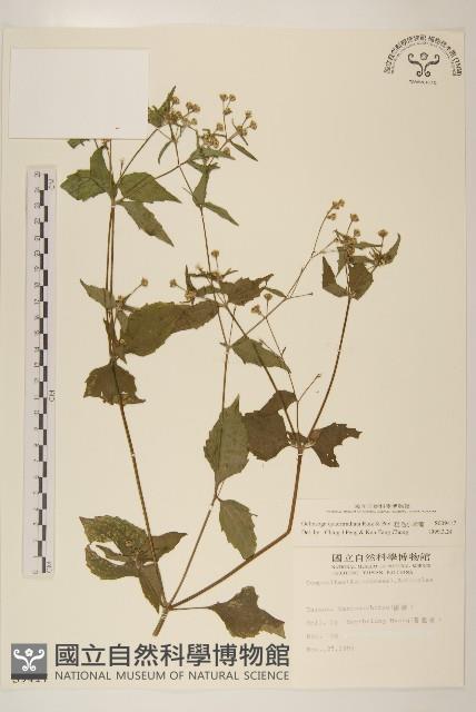 粗毛小米菊藏品圖，第1張