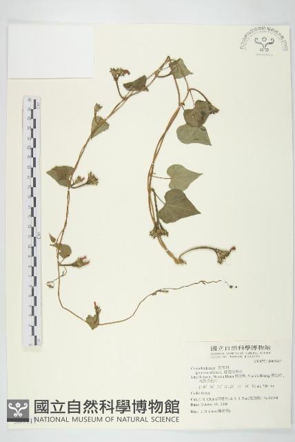 紅花野牽牛藏品圖，第1張