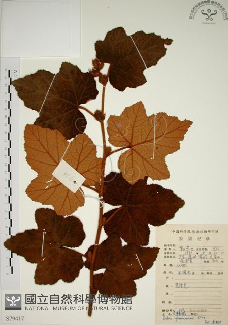 臺灣懸鉤子藏品圖，第1張