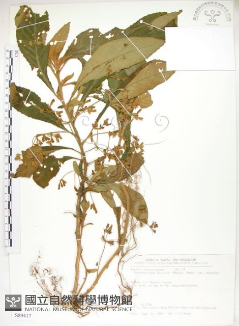 同蕊草、異色線柱苣苔藏品圖，第1張
