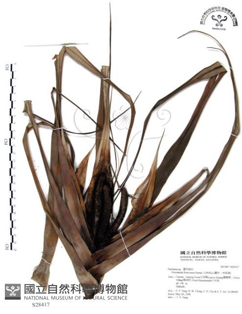 山露兜、山林投、林投舅藏品圖，第1張