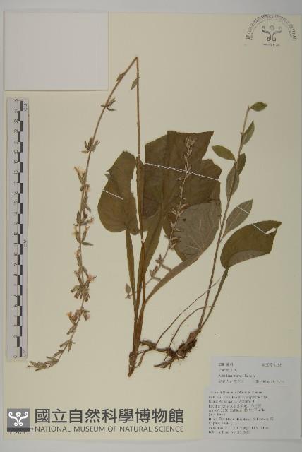 心葉兔兒風藏品圖，第1張