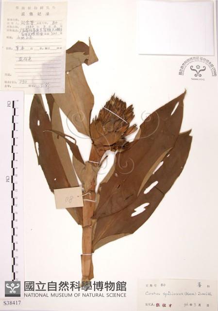 絹毛鳶尾、閉鞘薑藏品圖，第1張