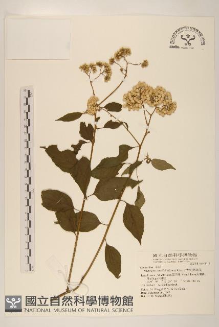 小舌菊、蔓綿菜藏品圖，第1張