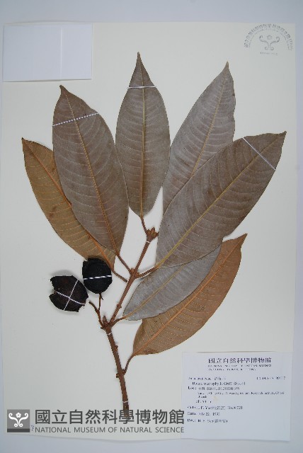 美女芒、羹大利藏品圖，第1張