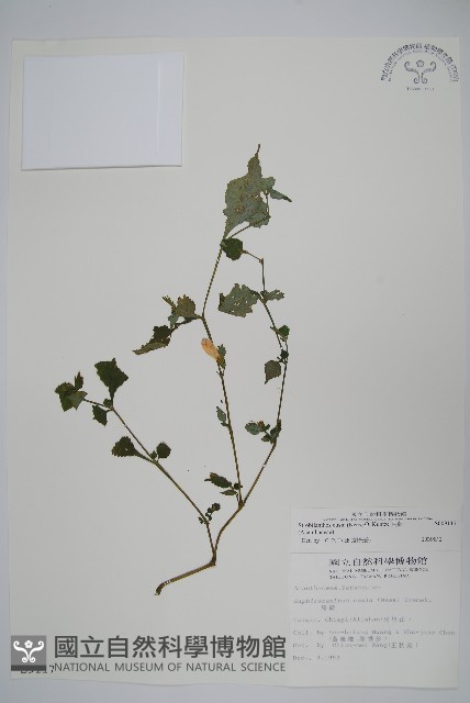 曲莖馬藍藏品圖，第1張