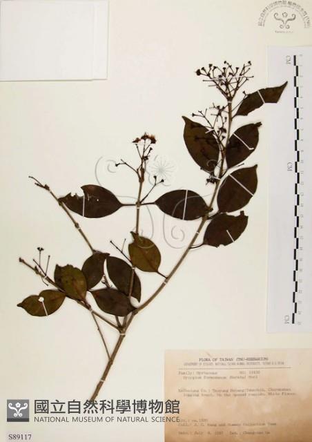 臺灣赤楠藏品圖，第1張