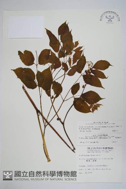 登錄號:S008117藏品圖，第1張