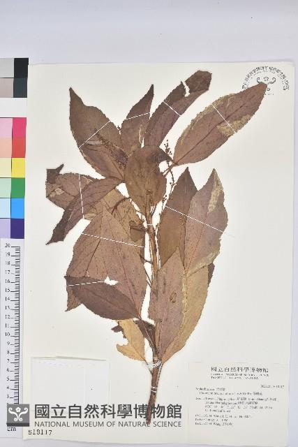 假鐵莧藏品圖，第1張