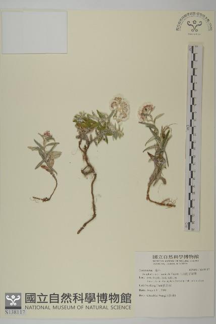 玉山抱莖籟簫藏品圖，第1張