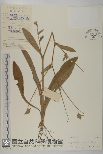 燈豎朽藏品圖，第1張