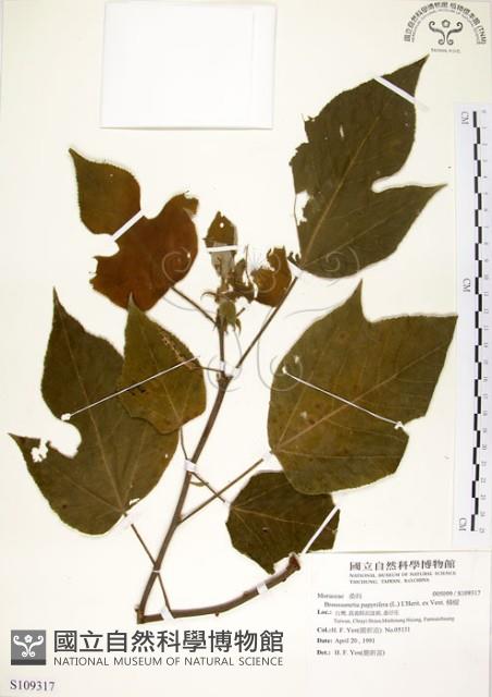 構樹藏品圖，第1張