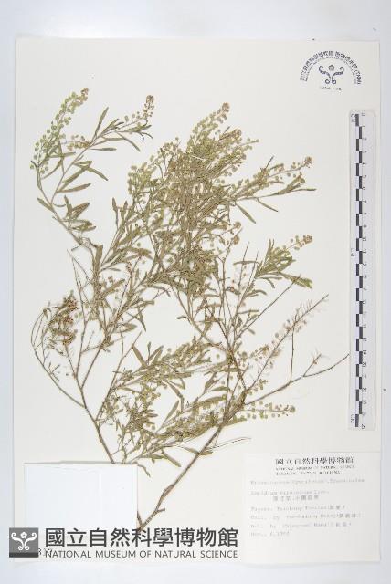 獨行菜藏品圖，第1張