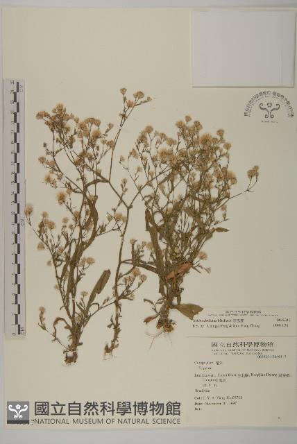 掃帚菊藏品圖，第1張