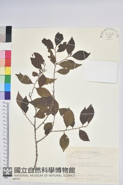 米飯花藏品圖，第1張