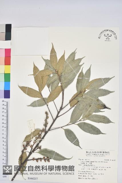 烏來柯、楒、淋漓藏品圖，第1張