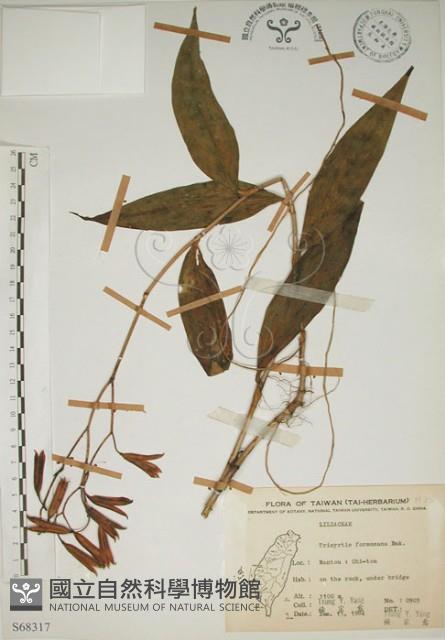 臺灣油點草藏品圖，第1張