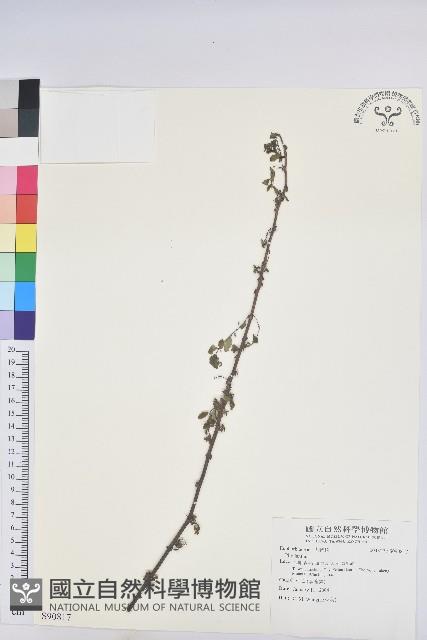 登錄號:S090817藏品圖，第1張