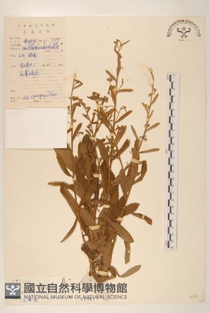 六角草藏品圖，第1張