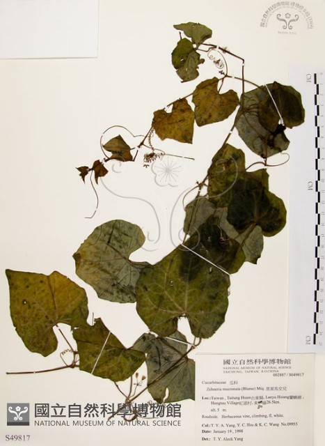 黑果馬交兒藏品圖，第1張