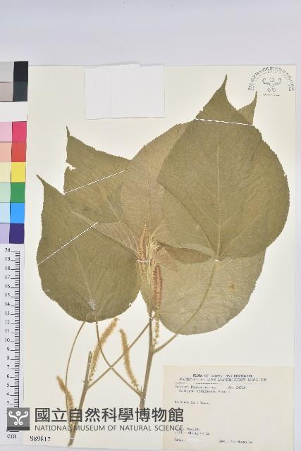 臺灣鐵莧藏品圖，第1張