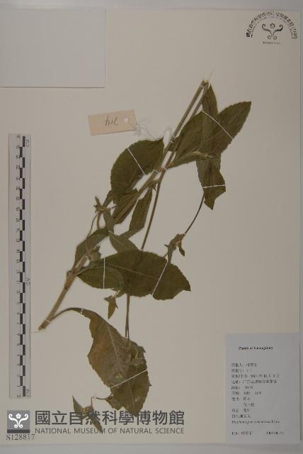 白花地膽草藏品圖，第1張