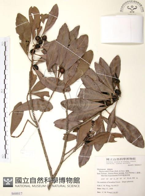 楊梅藏品圖，第1張