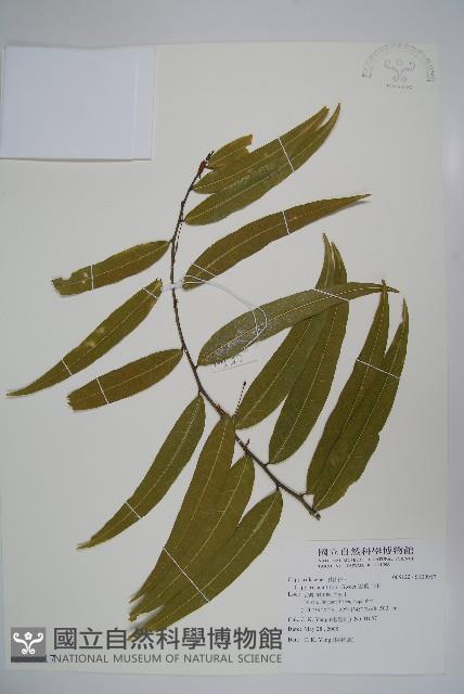 銳葉山柑藏品圖，第1張