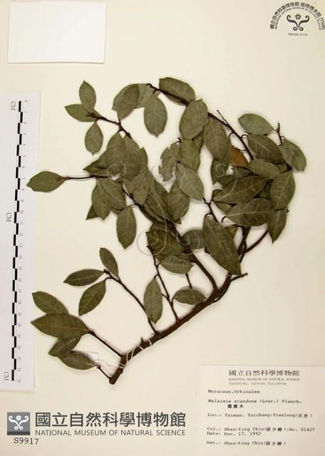 盤龍木、牛筋藤藏品圖，第1張