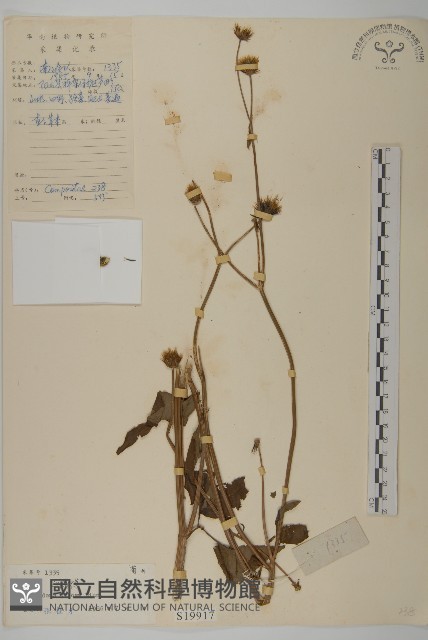 白花鬼針藏品圖，第1張