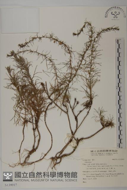 登錄號:S139917藏品圖，第1張