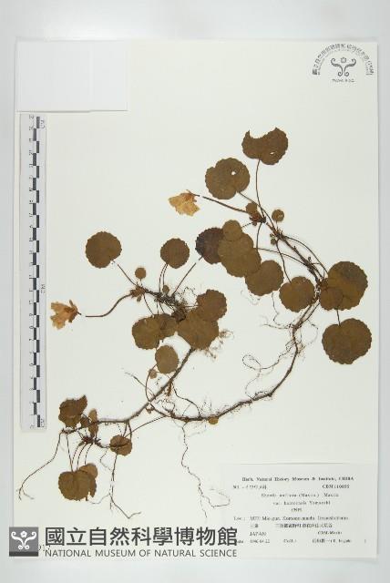 登錄號:S039917藏品圖，第1張