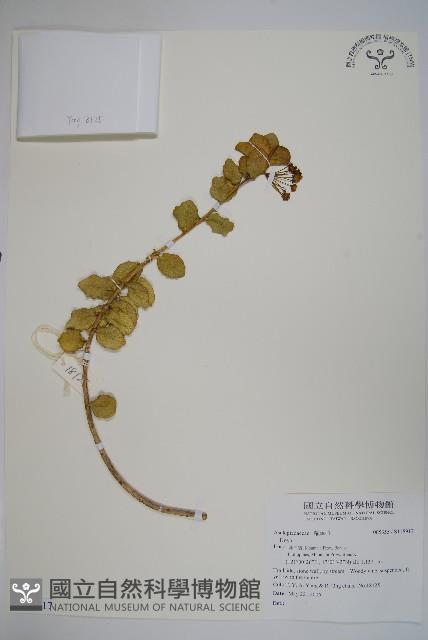 登錄號:S118917藏品圖，第1張