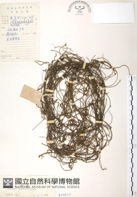 Filiform Cassytha Collection Image