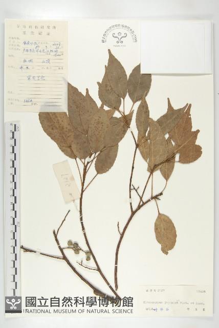 薯豆藏品圖，第1張