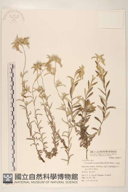 火絨草藏品圖，第1張