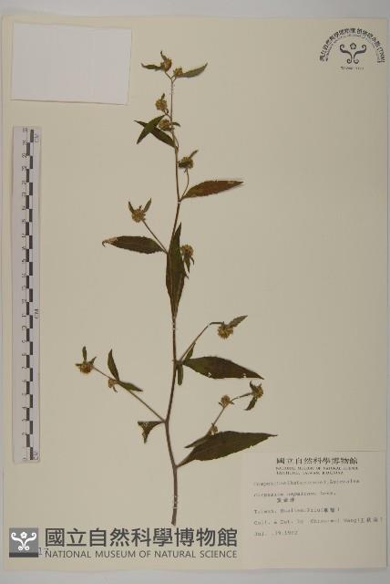 黃金珠藏品圖，第1張