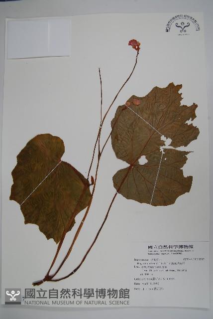 溪頭秋海棠藏品圖，第1張