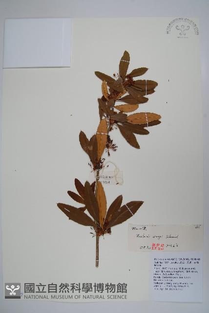 西山小檗藏品圖，第1張