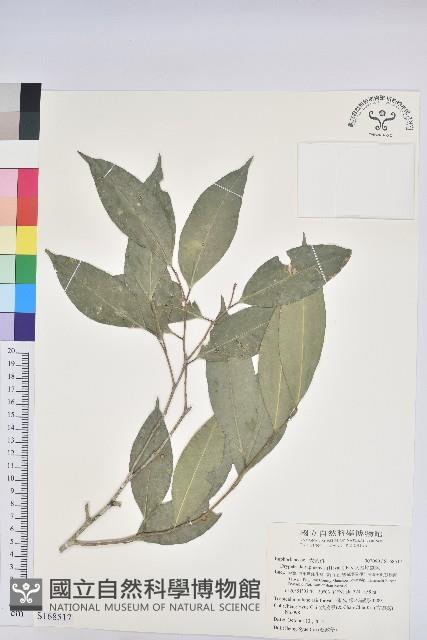 交力坪鐵色藏品圖，第1張