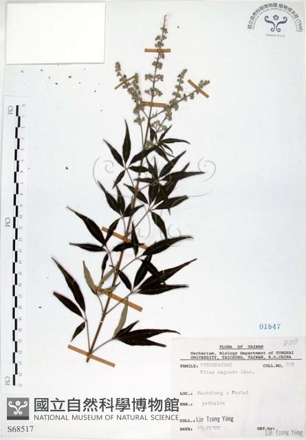 黃荊藏品圖，第1張