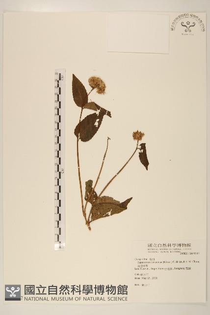 基隆澤蘭藏品圖，第1張