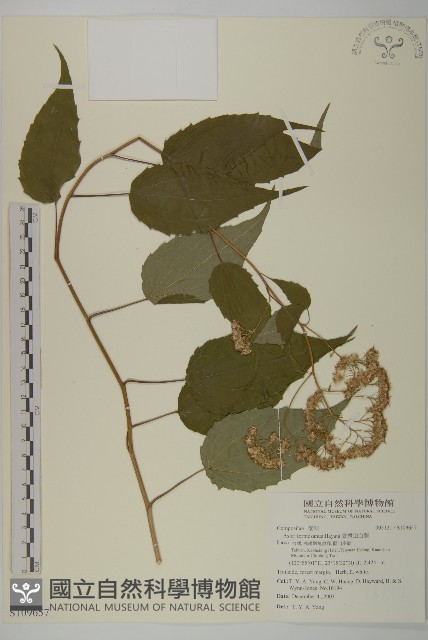 臺灣山白蘭藏品圖，第1張