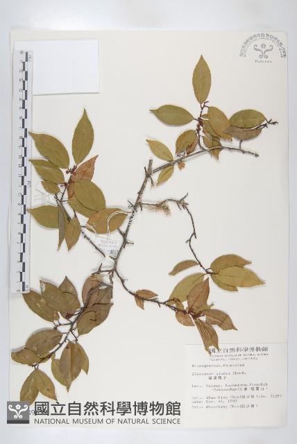 藤胡頹子藏品圖，第1張