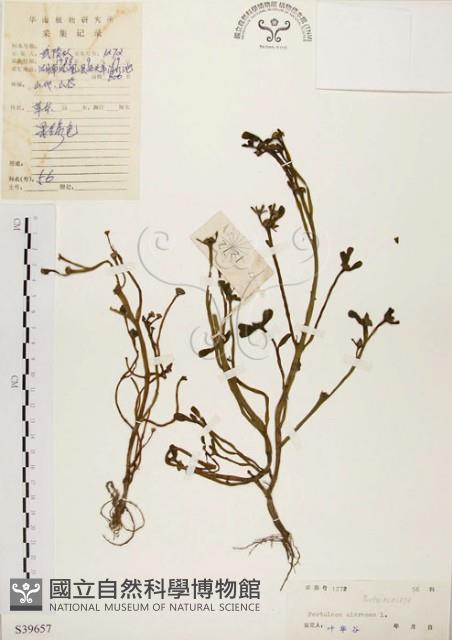 馬齒莧藏品圖，第1張