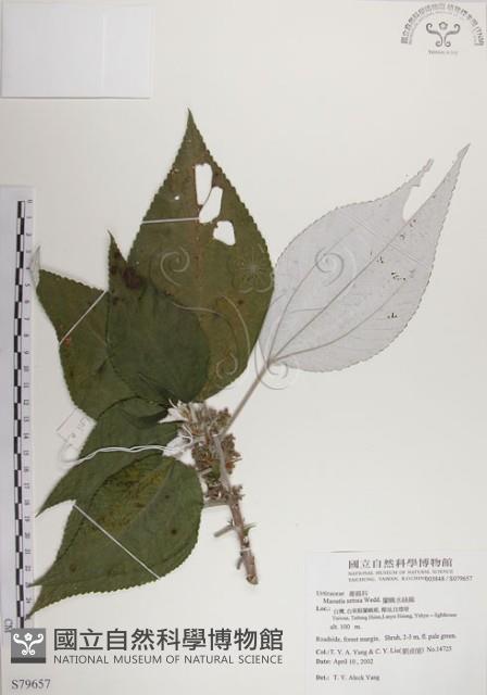 蘭嶼水絲麻藏品圖，第1張