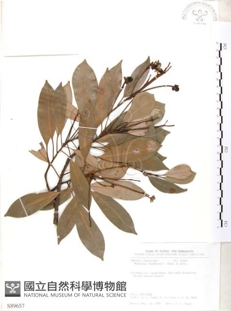 豬腳楠藏品圖，第1張